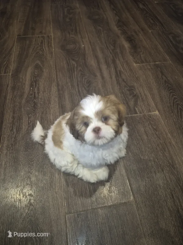 Peaches  – Shih Tzu puppy for sale in Buffalo, MO