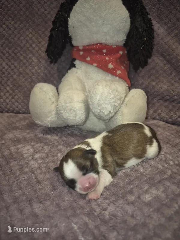 Oreo – Shih Tzu puppy for sale in Buffalo, MO