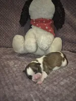 Oreo, a male Shih Tzu for sale in Buffalo, MO – 1 of 2