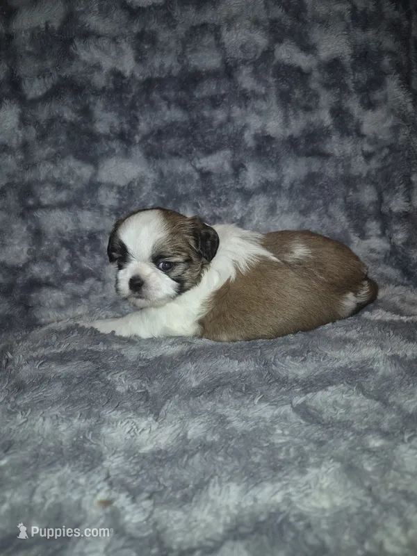 Dudley – Shih Tzu puppy for sale in Buffalo, MO