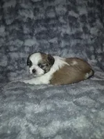Dudley, a male Shih Tzu for sale in Buffalo, MO – 1 of 3