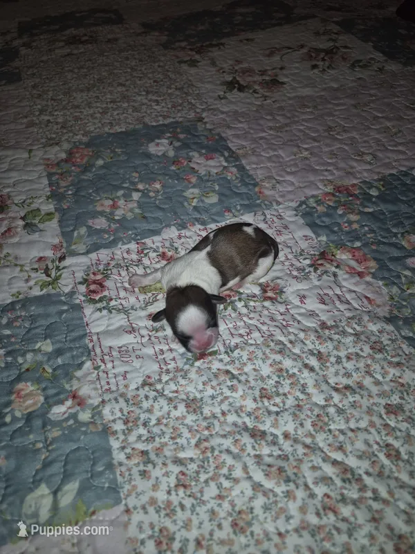 Snickers  – Shih Tzu puppy for sale in Buffalo, MO