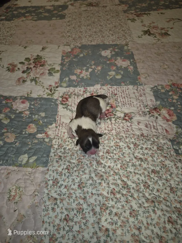 Dottie – Shih Tzu puppy for sale in Buffalo, MO