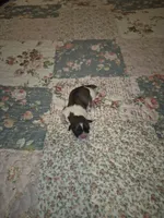 Dottie, a female Shih Tzu for sale in Buffalo, MO – 1 of 3