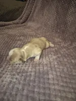 Cuddles, a female Shih Tzu for sale in Buffalo, MO – 3 of 3