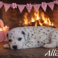 Allison, a female Dalmatian for sale in Ridgeville, IN – Photo 2 of 2
