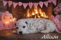 processed/bc7b7e8f-f87d-49a7-a1ab-40bc367bd430/listing/c17d2c6e-1f6b-4586-83c9-43feda2ad466/572ee98b-27a7-4c1a-8de1-2cd2170162a8