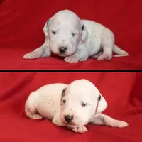 Allison, a female Dalmatian for sale in Ridgeville, IN – Photo 1 of 2