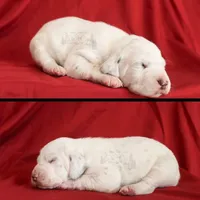 Lydia, a female Dalmatian for sale in Ridgeville, IN – Photo 1 of 2