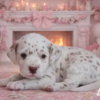 Lydia, a female Dalmatian for sale in Ridgeville, IN – Photo 2 of 2