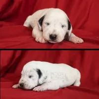 Kate, a female Dalmatian for sale in Ridgeville, IN – Photo 1 of 2