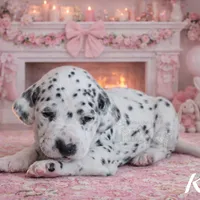 Kira, a female Dalmatian for sale in Ridgeville, IN – Photo 2 of 2