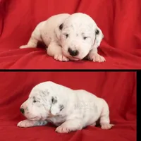 Kira, a female Dalmatian for sale in Ridgeville, IN – Photo 1 of 2