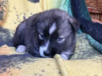 AKC Agouti, a  Siberian Husky for sale in New Hampshire, NH – 4 of 5