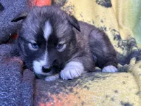 AKC Agouti, a  Siberian Husky for sale in New Hampshire, NH – 2 of 5