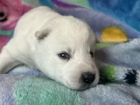 AKC White, a  Siberian Husky for sale in New Hampshire, NH – 3 of 6
