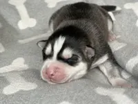 AKC Black & White, a  Siberian Husky for sale in New Hampshire, NH – 1 of 4