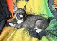 AKC LAYLA, a female Siberian Husky for sale in New Hampshire, NH – 1 of 2