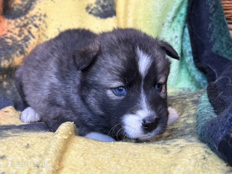 AKC Agouti – Siberian Husky puppy for sale in New Hampshire, NH