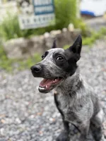 BLUE, a male Australian Cattle Dog for sale in New Hampshire, NH – 1 of 5