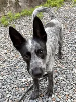 BLUE, a male Australian Cattle Dog for sale in New Hampshire, NH – 3 of 5