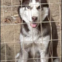 AKC SUMMER, a female Siberian Husky for sale in New Hampshire, NH – 1 of 1