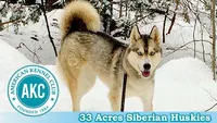 AKC STORM, a male Siberian Husky for sale in New Hampshire, NH – Photo 9 of 10