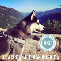 AKC STORM, a male Siberian Husky for sale in New Hampshire, NH – Photo 6 of 10