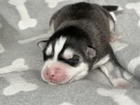 AKC PHANTOM, a male Siberian Husky for sale in New Hampshire, NH – Photo 3 of 5