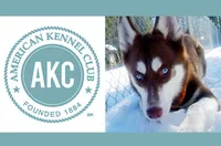 AKC STORM, a male Siberian Husky for sale in New Hampshire, NH – Photo 7 of 10