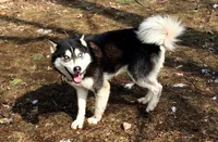 AKC PHANTOM, a male Siberian Husky for sale in New Hampshire, NH – Photo 5 of 5