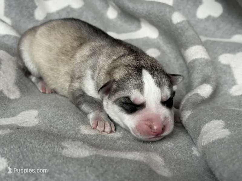 AKC STORM – Siberian Husky puppy for sale in New Hampshire, NH