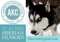 AKC STORM, a male Siberian Husky for sale in New Hampshire, NH – Photo 4 of 10