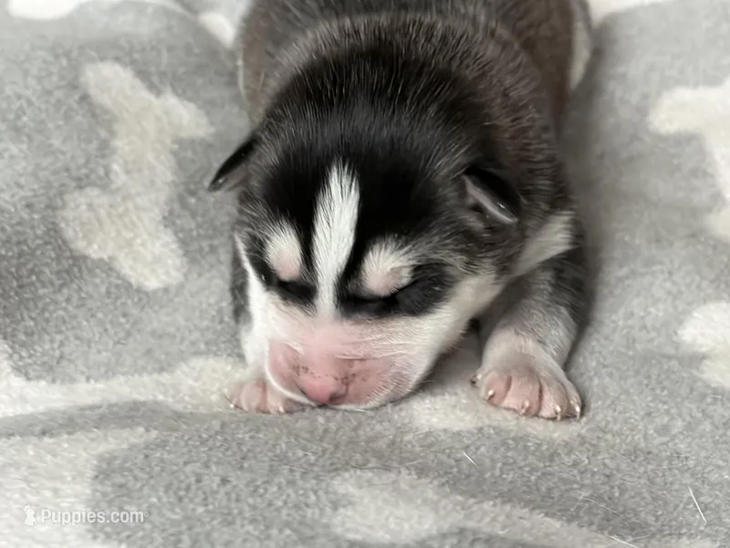 AKC PHANTOM – Siberian Husky puppy for sale in New Hampshire, NH