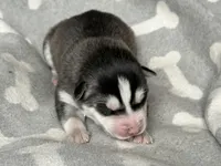 AKC PHANTOM, a male Siberian Husky for sale in New Hampshire, NH – Photo 4 of 5