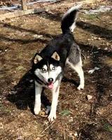 AKC PHANTOM, a male Siberian Husky for sale in New Hampshire, NH – Photo 5 of 6