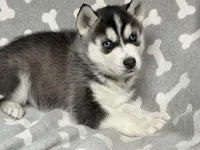 AKC PHANTOM, a male Siberian Husky for sale in New Hampshire, NH – Photo 3 of 6