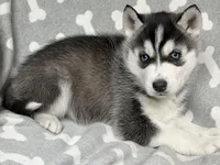 AKC PHANTOM, a male Siberian Husky for sale in New Hampshire, NH – Photo 2 of 6