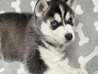 AKC PHANTOM, a male Siberian Husky for sale in New Hampshire, NH – Photo 4 of 6