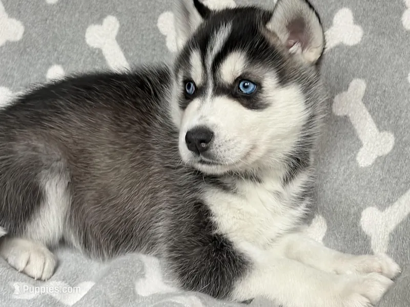 AKC PHANTOM – Siberian Husky puppy for sale in New Hampshire, NH