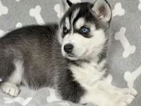 AKC PHANTOM, a male Siberian Husky for sale in New Hampshire, NH – Photo 1 of 6
