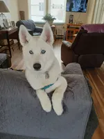 AKC White, a  Siberian Husky for sale in New Hampshire, NH – 2 of 6