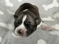 AKC STARTLIGHT, a female Siberian Husky for sale in New Hampshire, NH – Photo 2 of 5