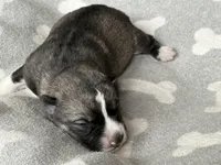 AKC STARTLIGHT, a female Siberian Husky for sale in New Hampshire, NH – Photo 3 of 5