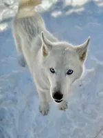 AKC STARTLIGHT, a female Siberian Husky for sale in New Hampshire, NH – Photo 5 of 5