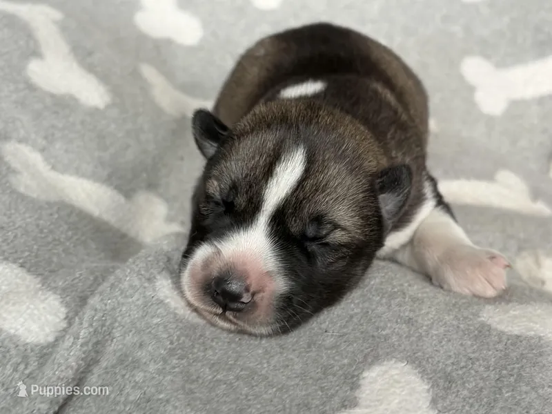AKC STARTLIGHT – Siberian Husky puppy for sale in New Hampshire, NH