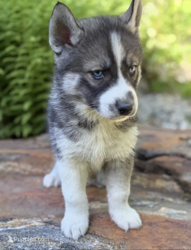 AKC lack & White – Siberian Husky puppy for sale in New Hampshire, NH