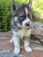AKC lack & White, a  Siberian Husky for sale in New Hampshire, NH – 1 of 3