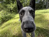 BLUE, a male Australian Cattle Dog for sale in New Hampshire, NH – 5 of 5