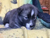 AKC Agouti, a  Siberian Husky for sale in New Hampshire, NH – 3 of 5